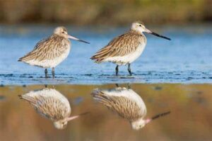 The Espresso Report 23 Sept. 2021 2 godwit