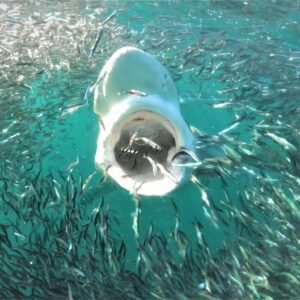 The Espresso Report 28 January 2022 2 sharknado