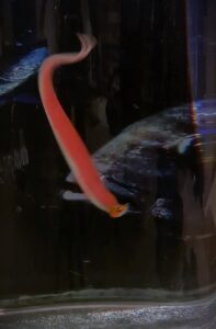The Espresso Report February 4, 2022 1 dirty water baits 2